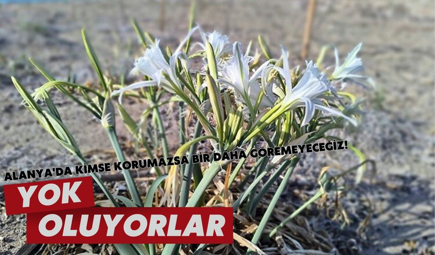 Alanya'da kimse korumazsa bir daha göremeyeceğiz! Yok oluyorlar