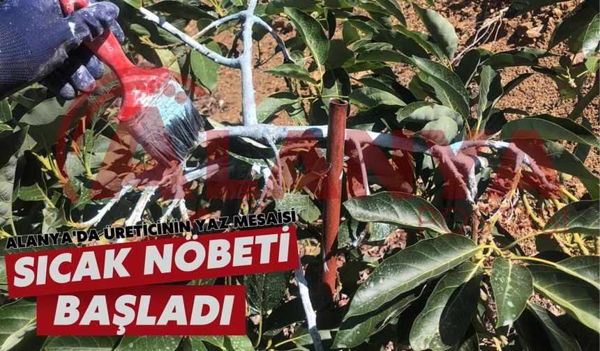 Alanya'da üreticinin yaz mesaisi: Sıcak nöbeti başladı!