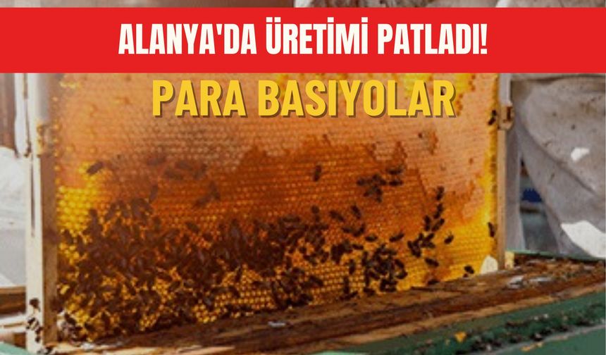 Alanya'da üretimi patladı: Para basıyorlar!