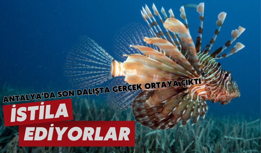 Antalya'da son dalışta gerçek ortaya çıktı: İstila ediyorlar