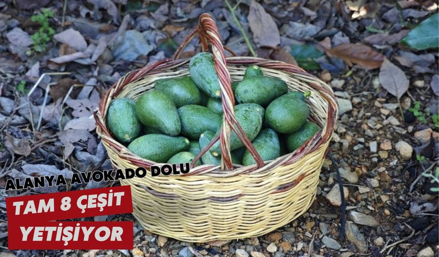 Alanya avokado dolu: Tam 8 çeşit yetişiyor