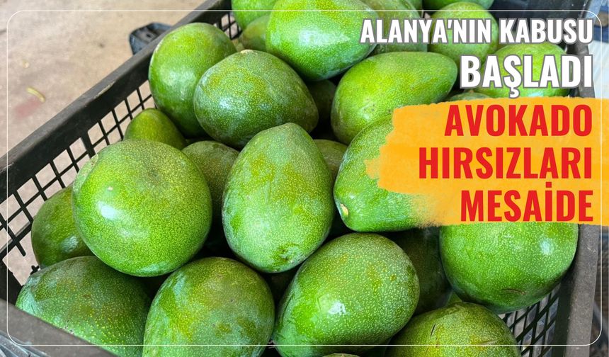 Alanya'nın kabusu başladı: Avokado hırsızları mesaide