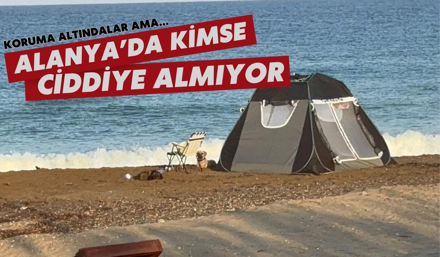 Koruma altındalar ama... Alanya'da kimse ciddiye almıyor