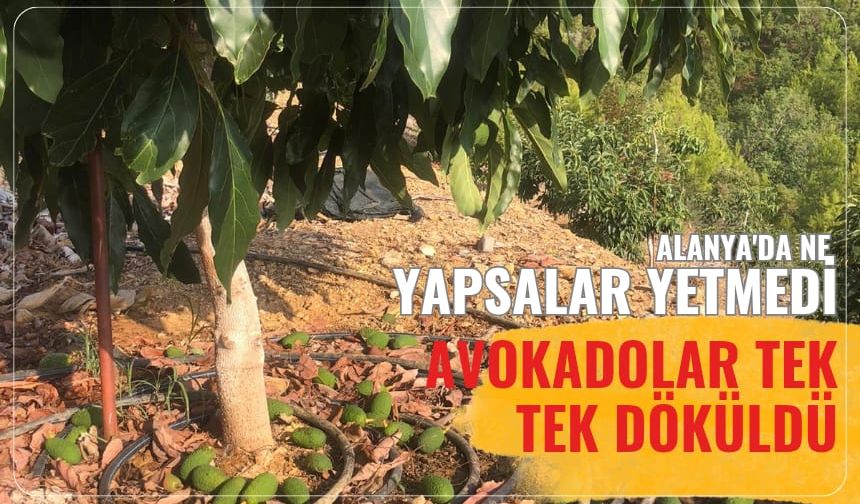 Alanya'da ne yapsalar yetmedi: Avokadolar tek tek döküldü