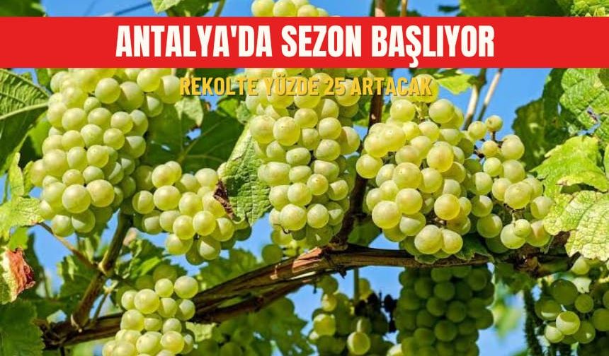 Antalya'da sezon başlıyor: Rekolte yüzde 25 artacak