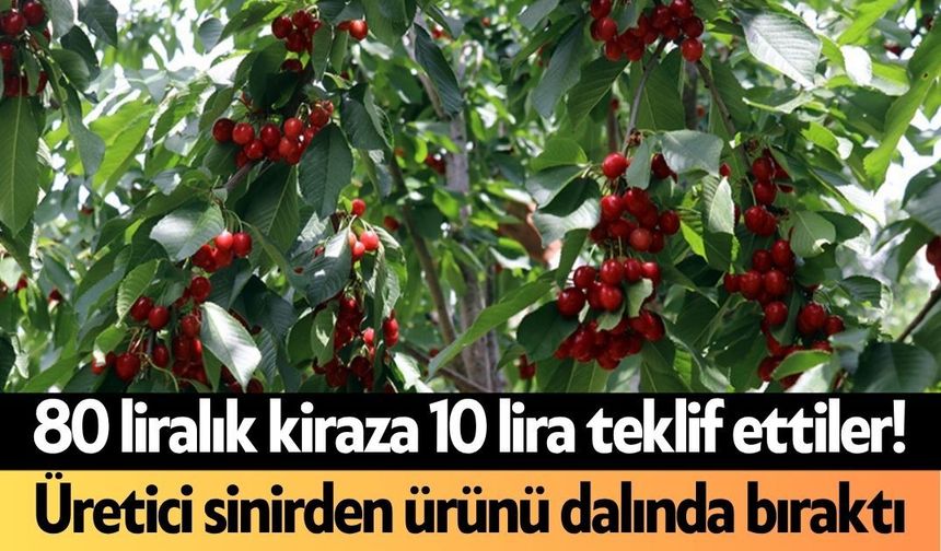 80 liralık kiraza 10 lira teklif ettiler! Üretici sinirden ürünü dalında bıraktı