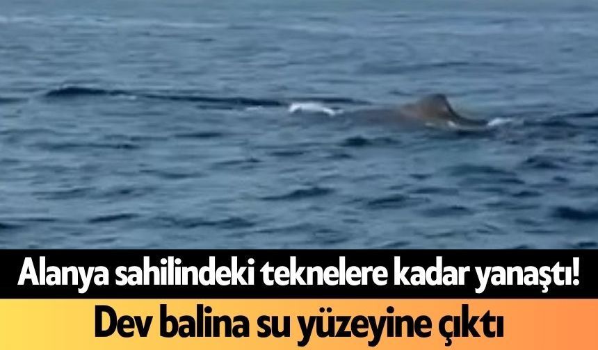 Alanya sahilindeki teknelere kadar yanaştı! Dev balina su yüzeyine çıktı