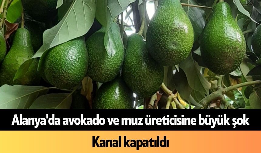 Alanya'da avokado ve muz üreticisine büyük şok