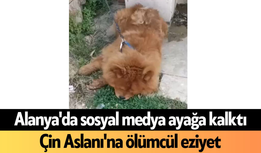 Alanya'da sosyal medya ayağa kalktı: Çin Aslanı'na ölümcül eziyet