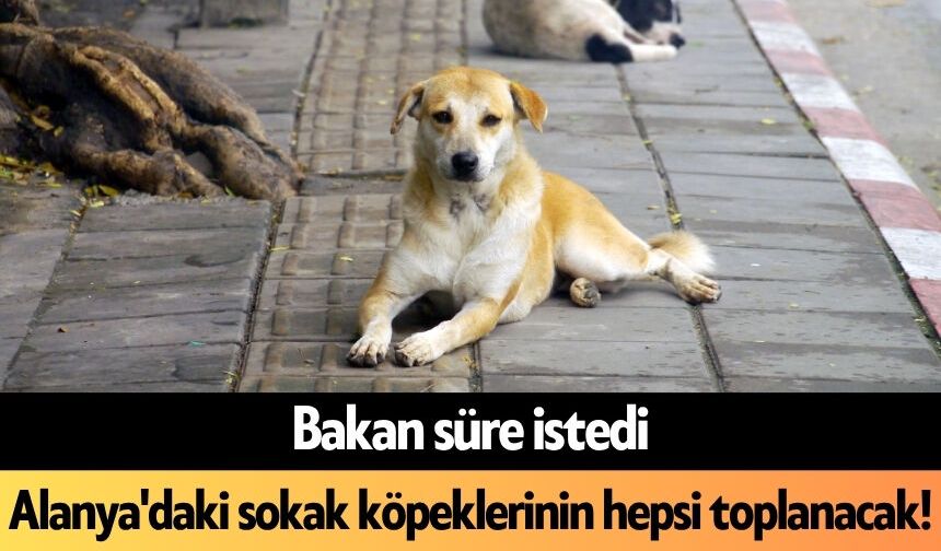 Bakan süre istedi: Alanya'daki sokak köpeklerinin hepsi toplanacak!