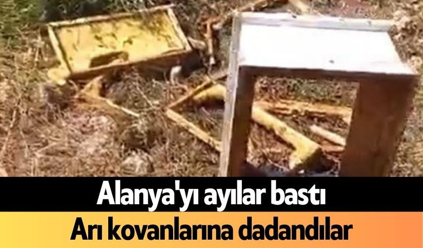 Alanya'yı ayılar bastı