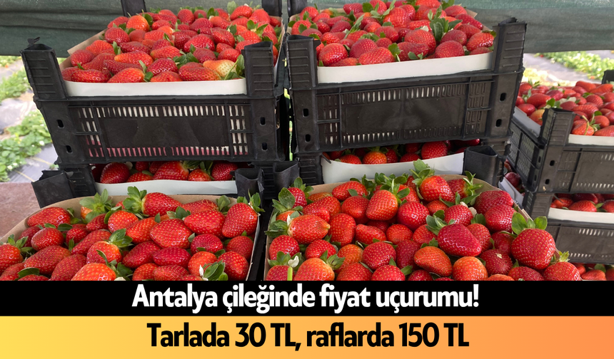 Antalya çileğinde fiyat uçurumu! Tarlada 30 TL, raflarda 150 TL