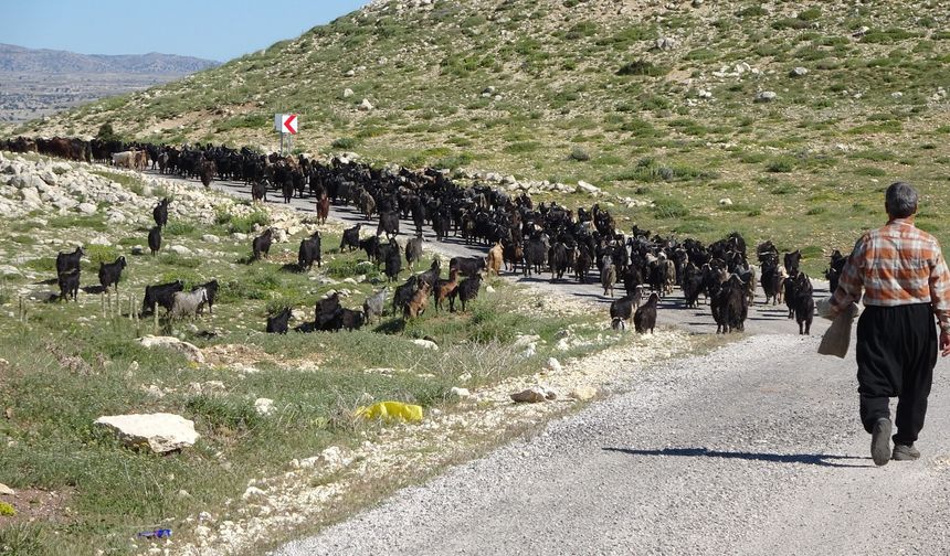 Antalya ve Mersin arasına yerleştiler! Yörüklerin mesaisi başladı