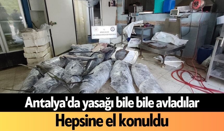 Antalya'da yasağı bile bile avladılar