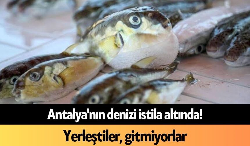 Antalya'nın denizi istila altında! Yerleştiler, gitmiyorlar