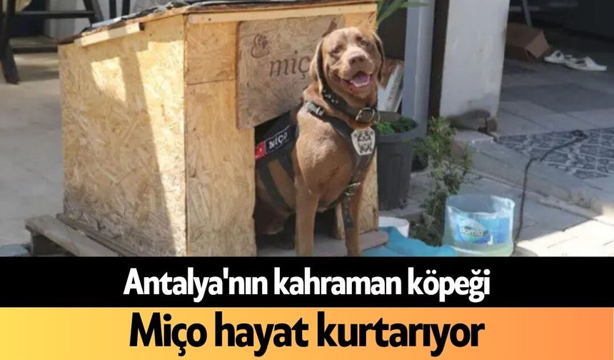 Antalya'nın kahraman köpeği: Miço hayat kurtarıyor