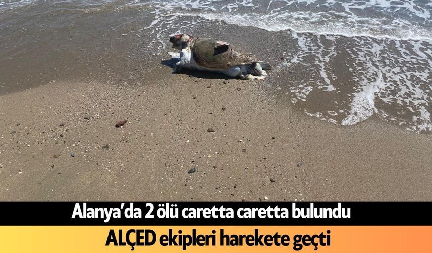 Alanya’da 2 ölü caretta caretta bulundu