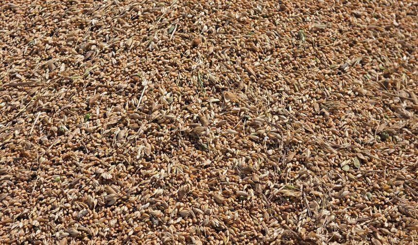 Gazipaşa'da ata tohumu korunuyor! Karakılçık hasadı başladı
