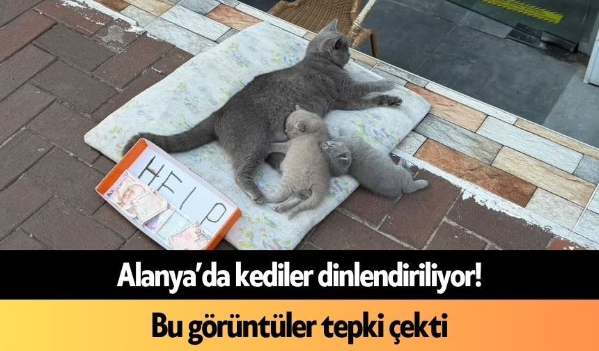 Alanya’da kediler dilendiriliyor! Bu görüntüler tepki çekti