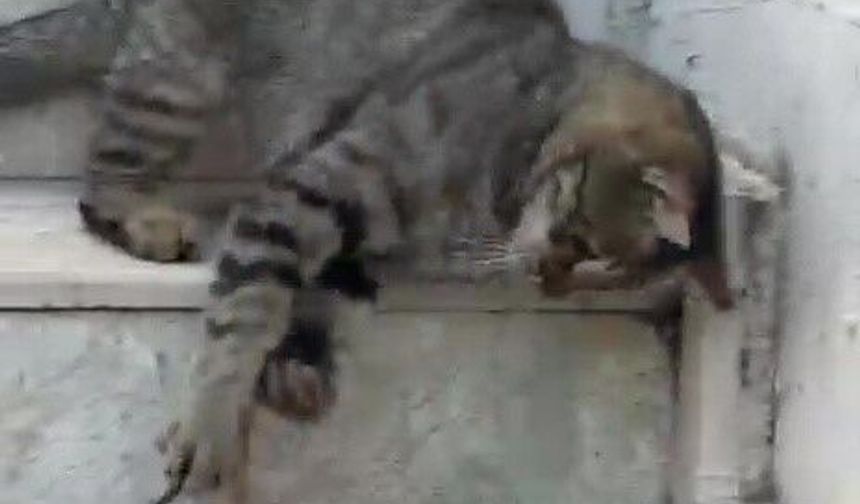 Antalya’da kedi ve yılanın ilginç mücadelesi