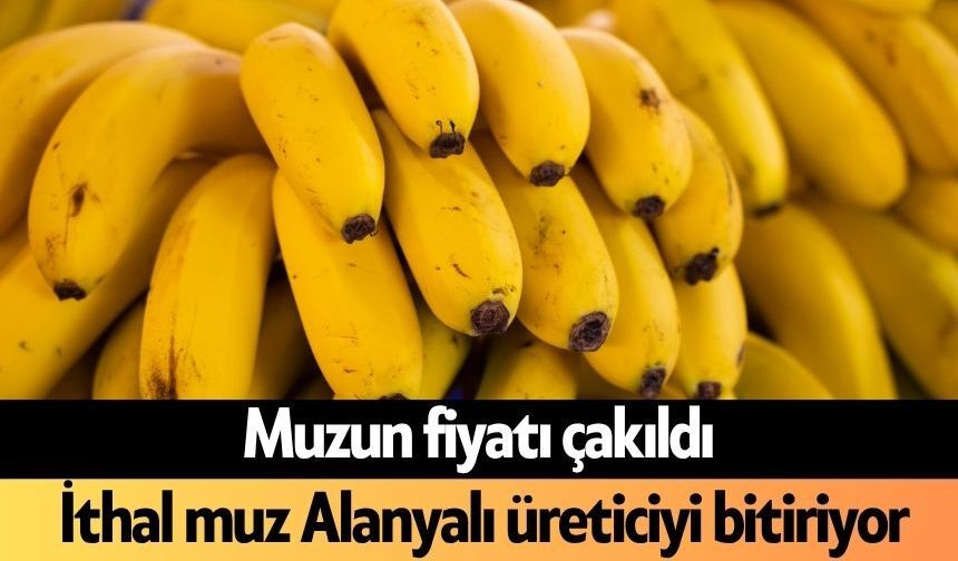 Muzun fiyatı çakıldı: İthal muz Alanyalı üreticiyi bitiriyor
