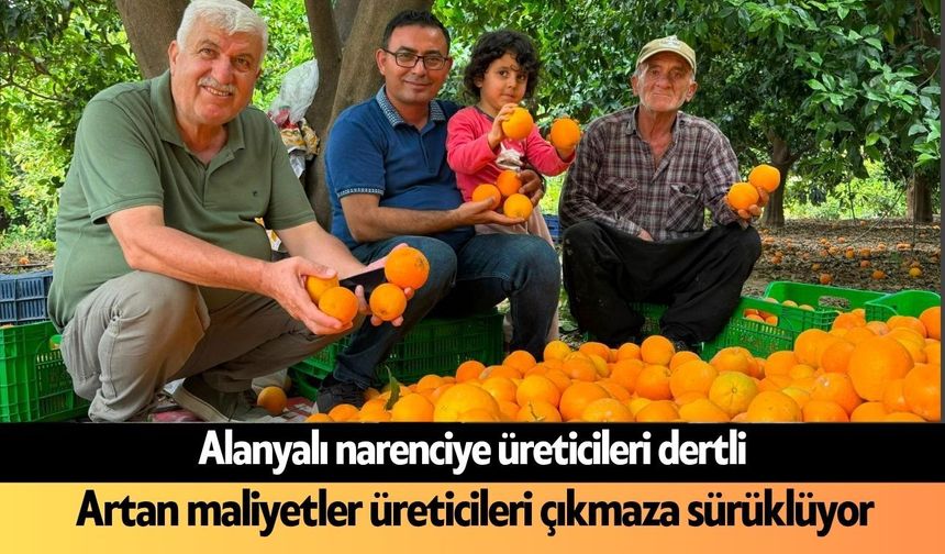 Alanya'da narenciye üreticisi zor günlerden geçiyor