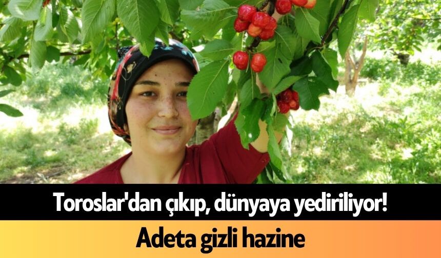 Toroslar'dan çıkıp, dünyaya yediriliyor! Adeta gizli hazine