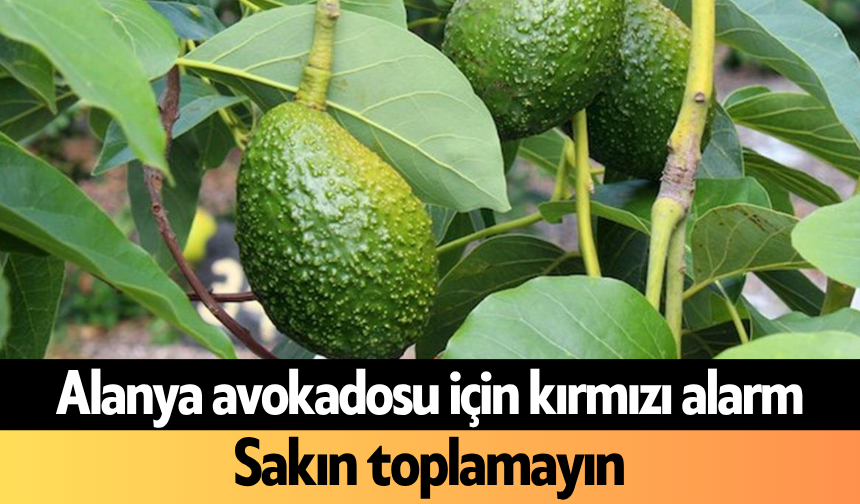 Alanya avokadosu için kırmızı alarm: Sakın toplamayın