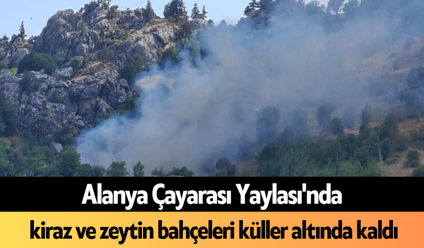 Alanya Çayarası Yaylası'nda kiraz ve zeytin bahçeleri küller altında kaldı