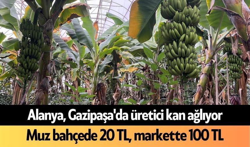 Alanya, Gazipaşa'da üretici kan ağlıyor: Muz bahçede 20 TL, markette 100 TL