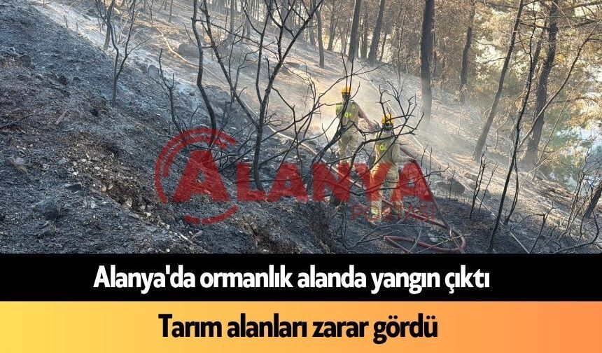 Alanya'da ormanlık alanda yangın çıktı: Tarım alanları zarar gördü