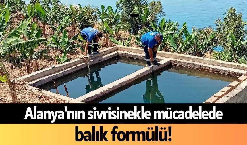 Alanya'nın sivrisinekle mücadelede balık formülü