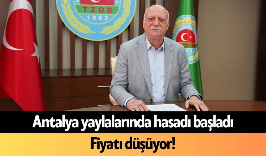 Antalya yaylalarında hasadı başladı: Fiyatı düşüyor!