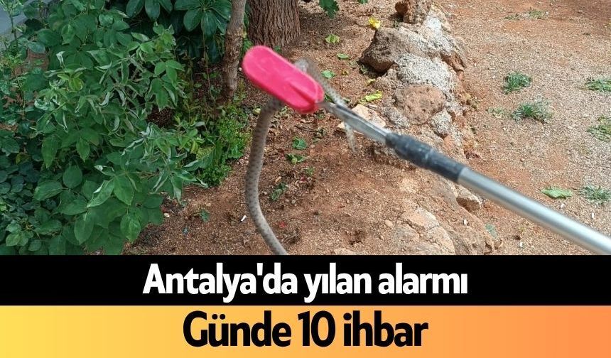 Antalya'da yılan alarmı: Günde 10 ihbar