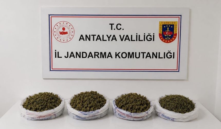 Alanya'da kaçakçılar affedilmedi: Cezasız kalmadılar