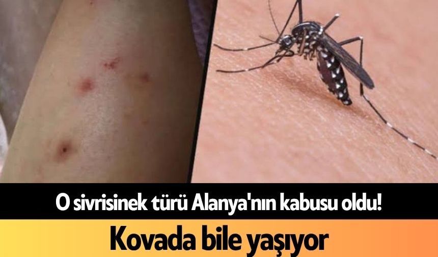 O sivrisinek türü Alanya'nın kabusu oldu! Kovada bile yaşıyor