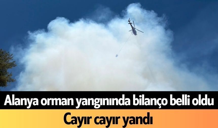Alanya orman yangınında bilanço belli oldu! Cayır cayır yandı