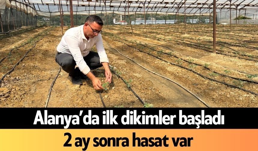 Alanya’da ilk dikimler başladı: 2 ay sonra hasat var