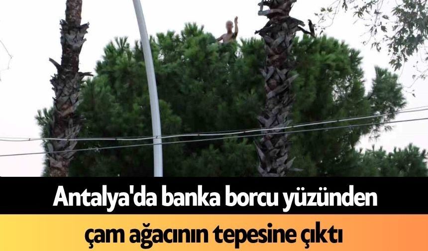 Antalya'da banka borcu yüzünden çam ağacının tepesine çıktı