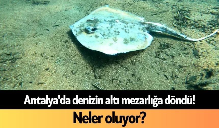 Antalya'da denizin altı mezarlığa döndü! Neler oluyor?