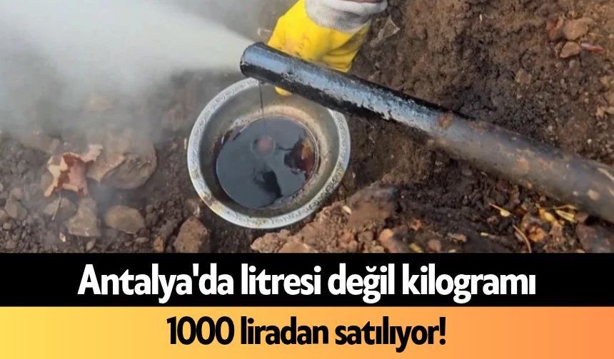 Antalya'da litresi değil kilogramı 1000 liradan satılıyor