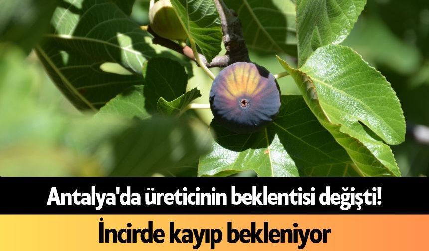 Antalya'da üreticinin beklentisi değişti! İncirde kayıp bekleniyor