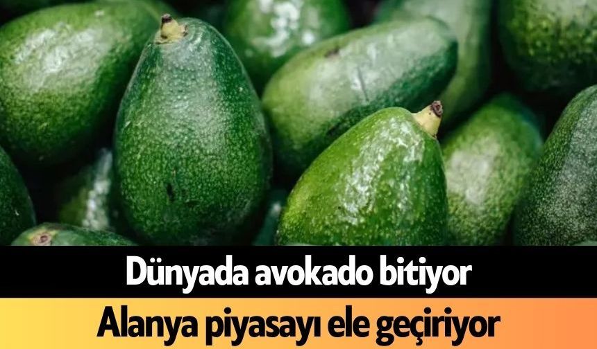 Dünyada avokado bitiyor, Alanya piyasayı ele geçiriyor