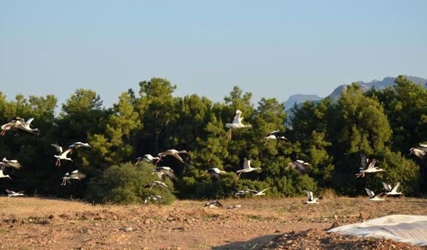 Göç yolculuklarında Antalya'da mola verdiler