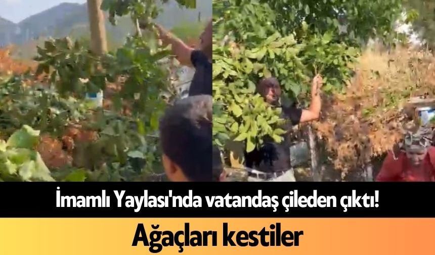 İmamlı Yaylası'nda vatandaş çileden çıktı! Ağaçları kestiler