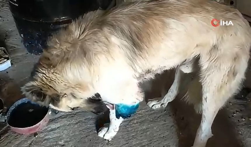 Serik'te çoban köpeğini tüfekle vurup sakat bıraktılar