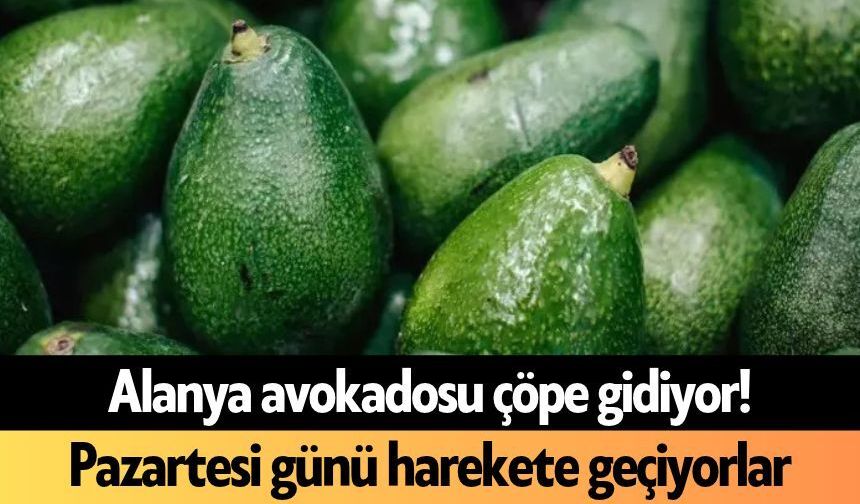 Alanya avokadosu çöpe gidiyor! Pazartesi günü harekete geçiyorlar
