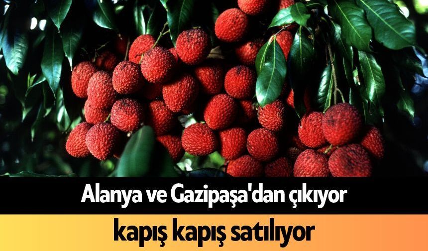 Alanya ve Gazipaşa'dan çıkıyor, kapış kapış satılıyor