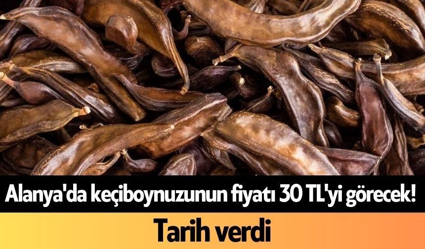 Alanya'da keçiboynuzunun fiyatı 30 TL'yi görecek