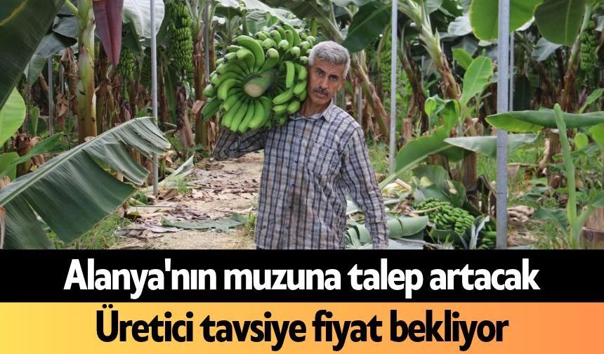 Alanya'nın muzuna talep artacak: Üretici tavsiye fiyat bekliyor